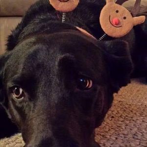 Meet your Posher, Pattiecakes